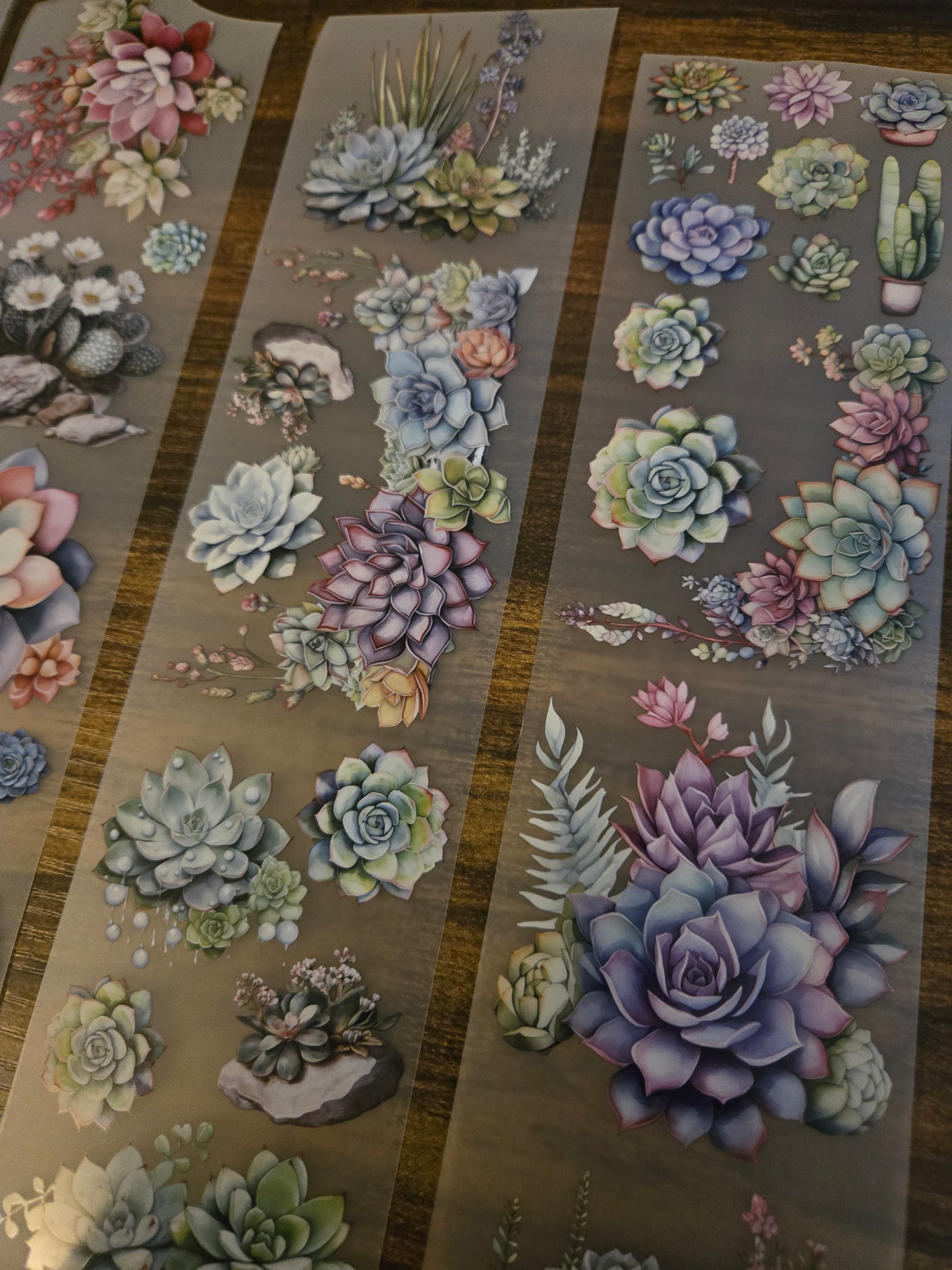 SUCCULENTS - MAY LAUNCH - 7cM X 150CM