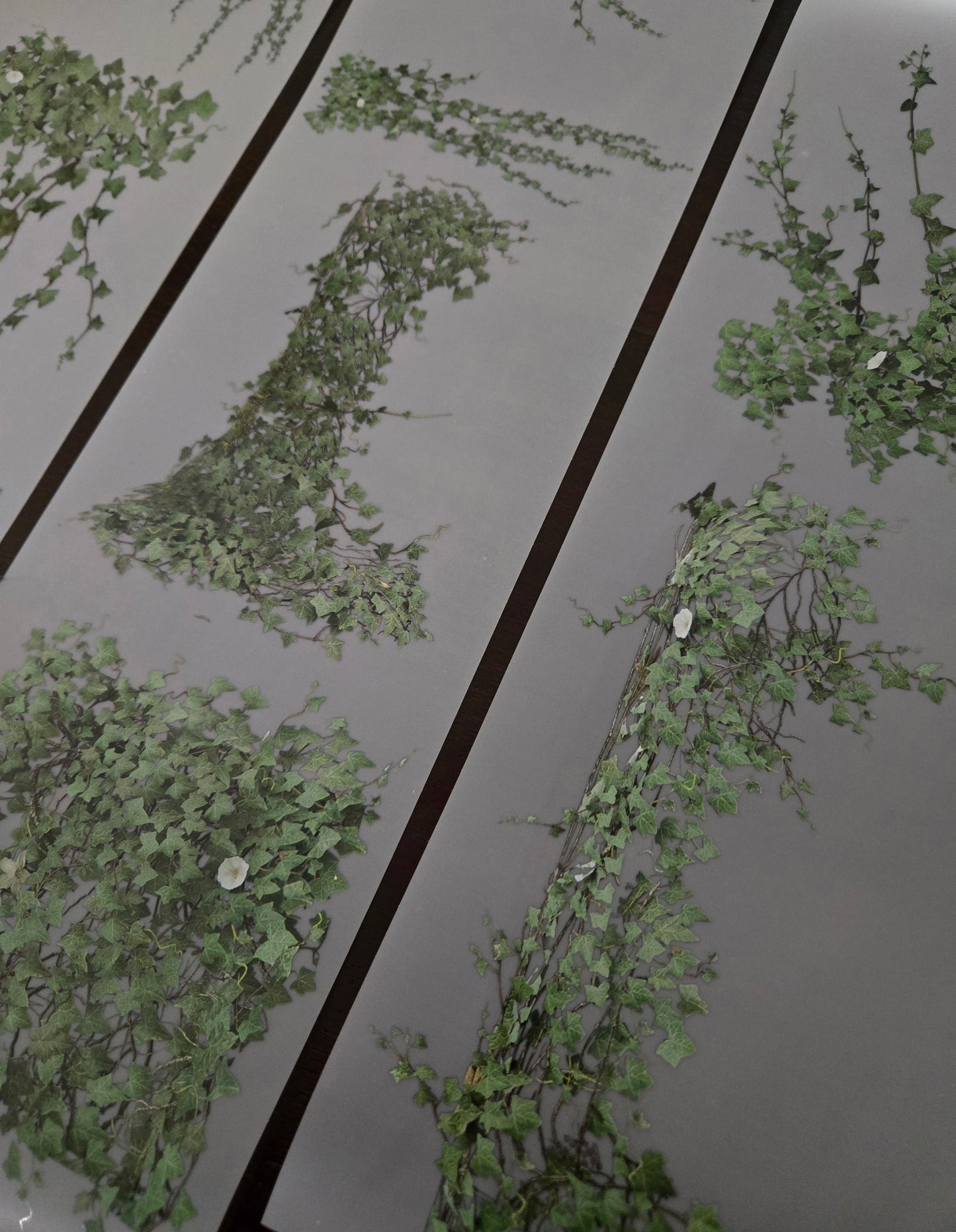 GIANT IVY - 12CM X 150CM - MARCH REALEASE
