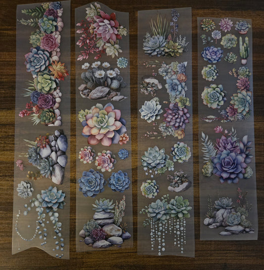 SUCCULENTS - MAY LAUNCH - 7cM X 150CM